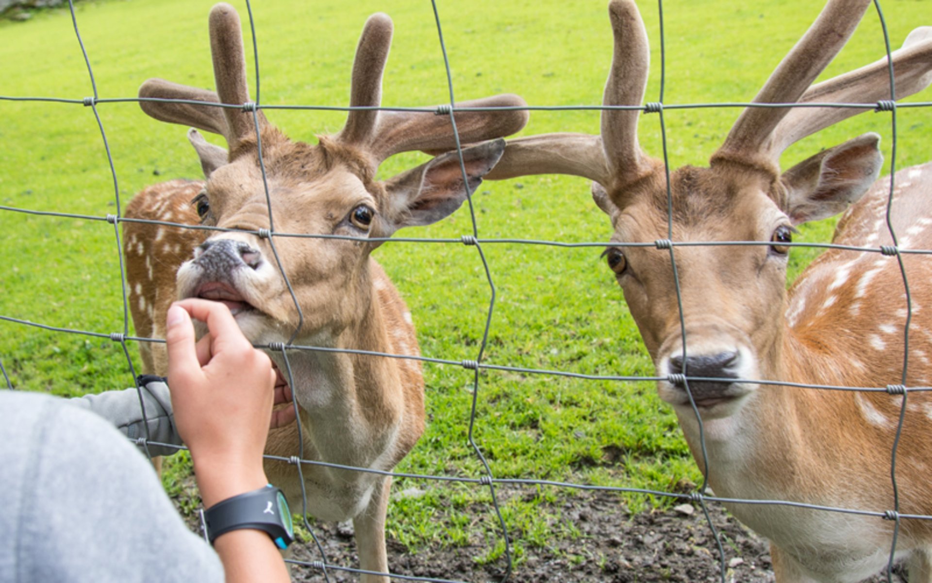 Wildpark Ferleiten