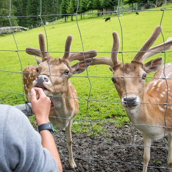 Wildpark Ferleiten